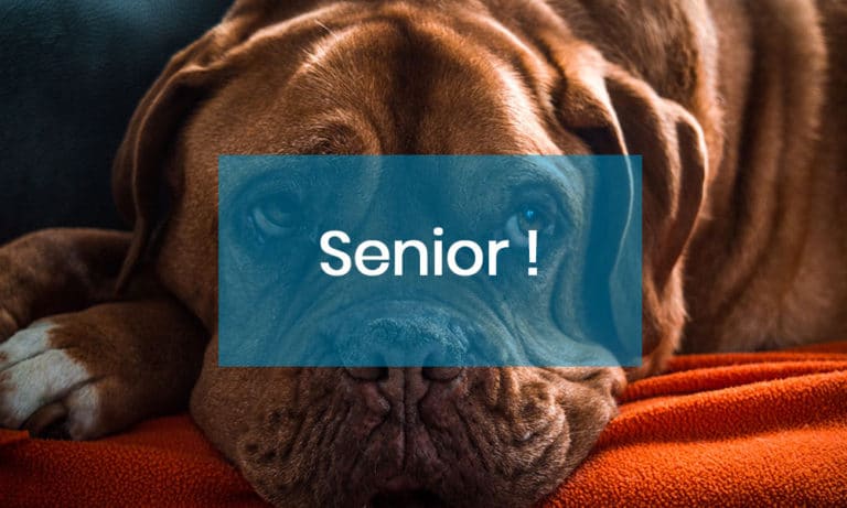 Savez-vous comment nourrir un chien senior ?