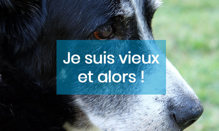 Adopte-moi. Purina et Wamiz lancent une campagne décalée pour sensibiliser à l'adoption des chie