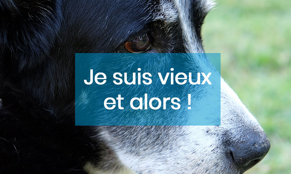 Adopte-moi. Purina et Wamiz lancent une campagne décalée pour sensibiliser à l'adoption des chie
