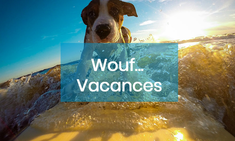 Vacances. Comment faire pour partir serein en vacances avec votre animal domestique ?