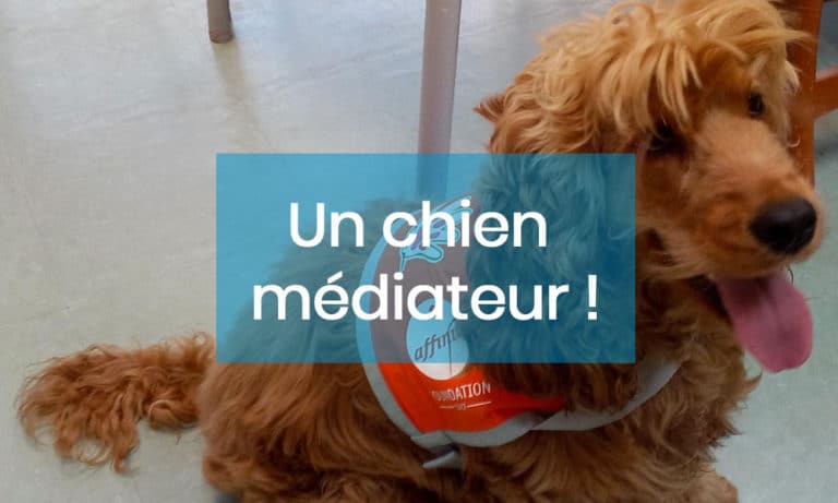 Médiation animale. Niobé, une chienne qui accompagne des patients atteints de la maladie d’Alzheimer !