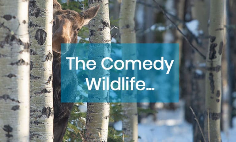 The comedy wildlife. Pourquoi les animaux nous amusent ?