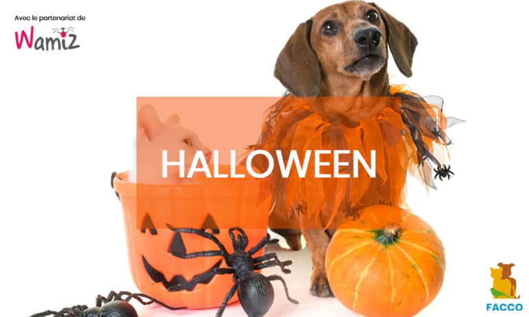 Halloween 2018 : 10 chiens et chats déguisés qui vont vous faire trembler