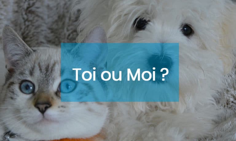 Intelligence des animaux domestiques. Dis-moi gamelle qui est le plus intelligent ?