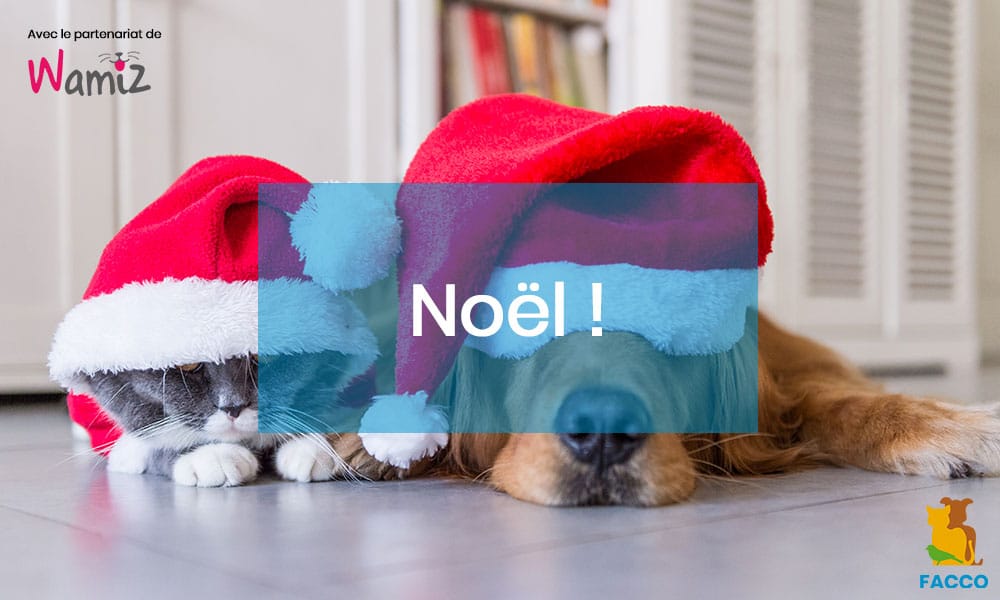 Noël 3 dangers pour votre chien et votre chat ! Facco