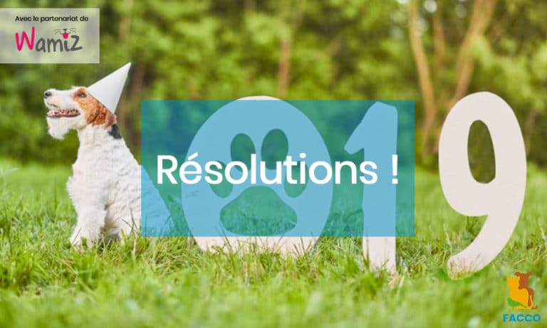 Wamiz. 3 résolutions à prendre pour votre chien en 2019