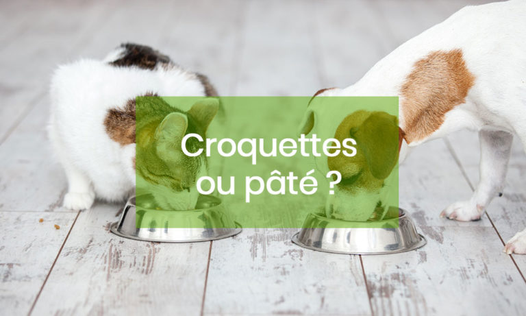 Croquettes ou pâté ?