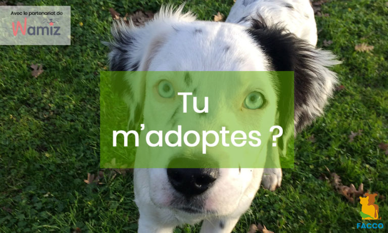 Adopter un animal. Quelles questions se poser lorsqu’on adopte un animal ?