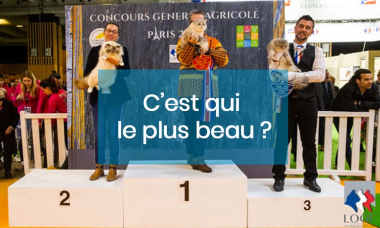 Les chats et le Concours Général Agricole