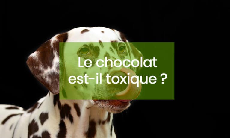 Chocolat, Attention danger !