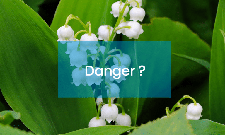 Le muguet, un danger méconnu pour vos animaux de compagnie !