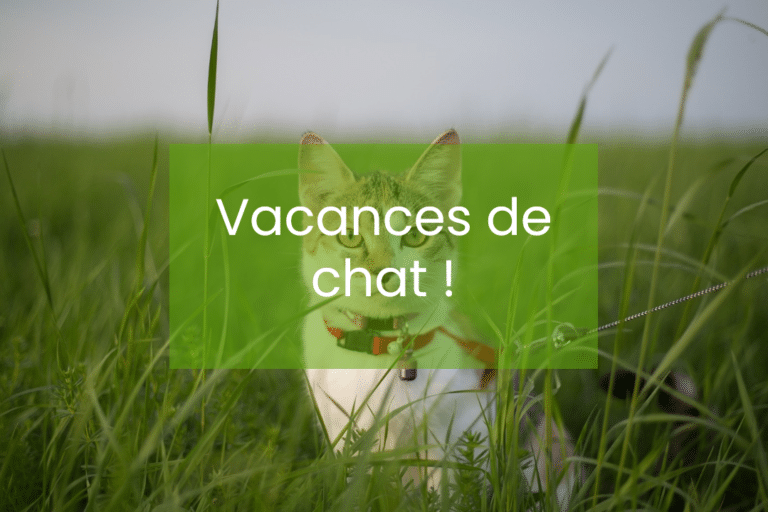 Comment préparer au mieux le départ en vacances avec son chat ?