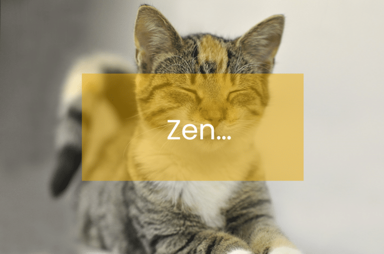 Le secret pour rester zen ? Du yoga ... et des chats !