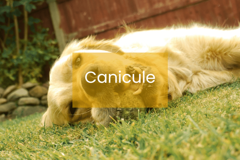 canicule animal