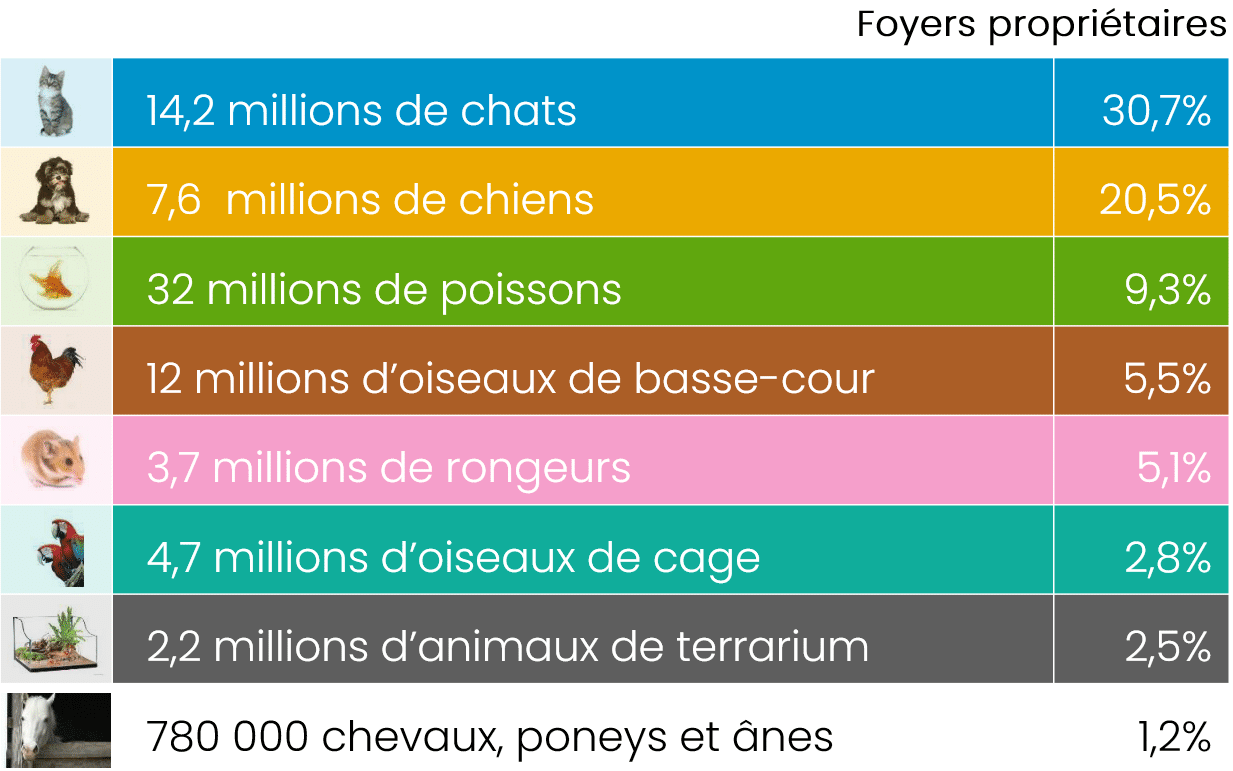 populations animaux de compagnie