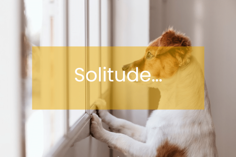 chien-solitude-wamiz