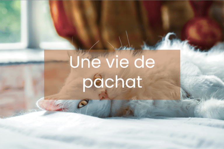 hôtel pour chats