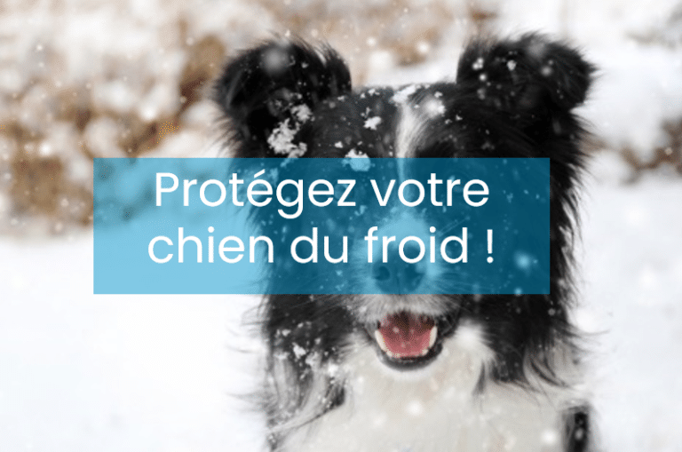 3 astuces FACCO pour protéger son chien du froid