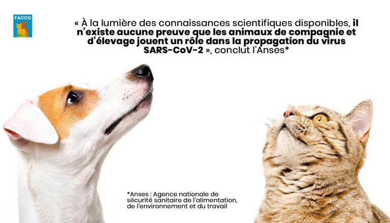 confinement nos animaux domestiques sont nos alliés ?