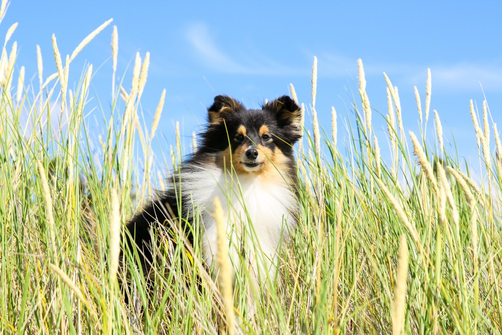 chien_epillets