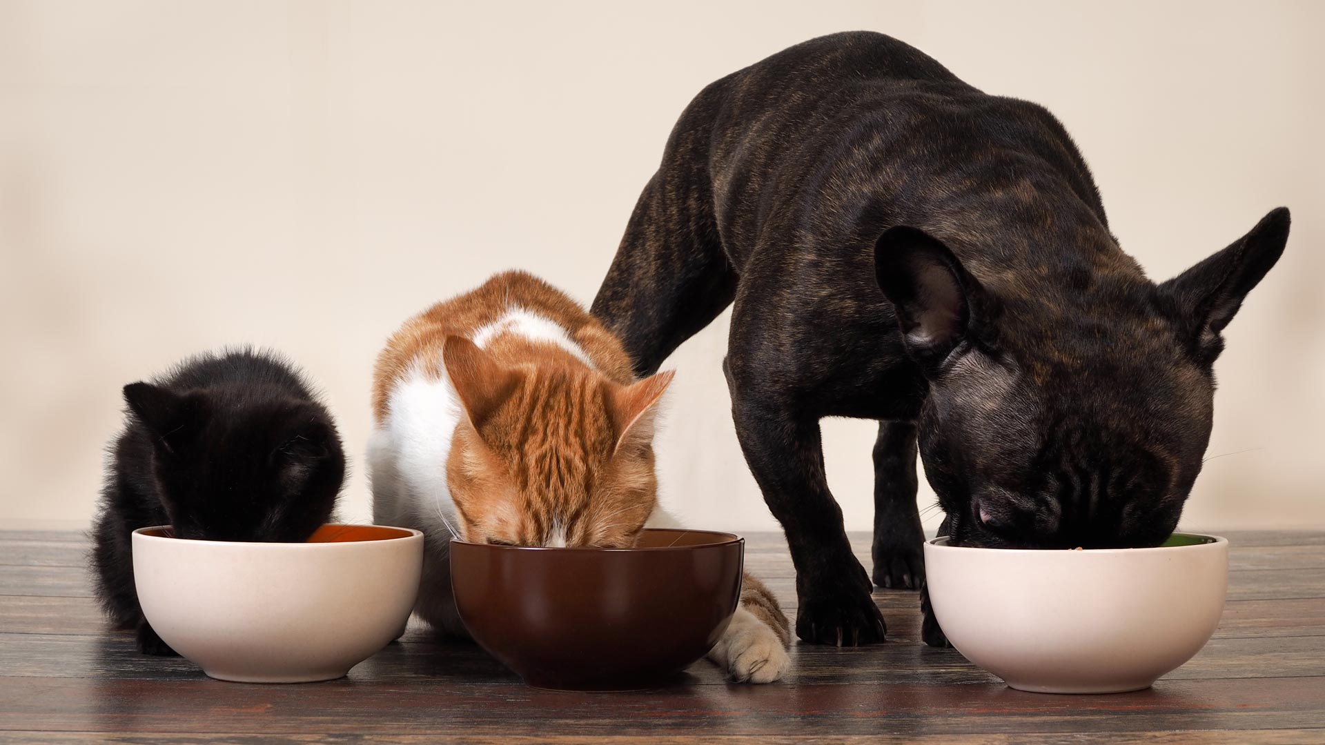 facco federation des fabricants aliments pour chiens et chats