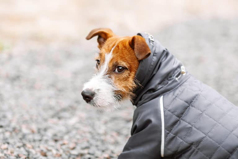 chien manteau hiver facco