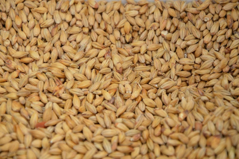Le blé, matière première indispensable dans la fabrication petfood