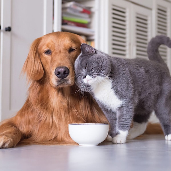 Les chats et chiens représentent un gros pourcentage de la nutrition animale