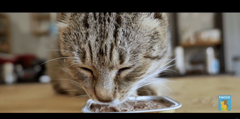 Les secrets de fabrication des pâtées, terrines et autre repas en sauce pour animaux familiers