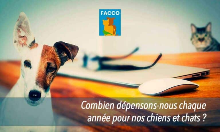 Combien dépensons-nous chaque année pour nos chiens et chats ?